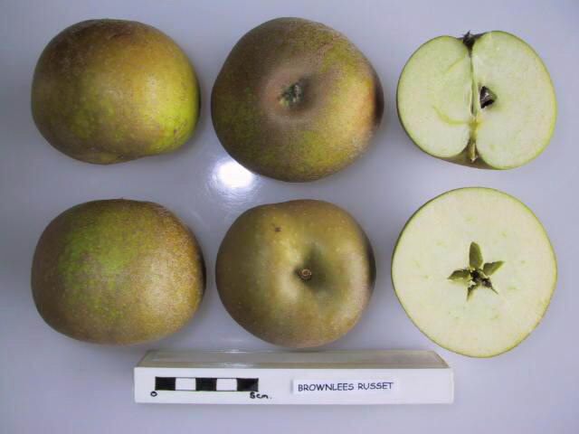 Brownlees’ Russet