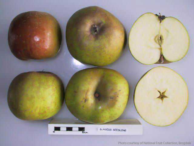 Burgess Seedling