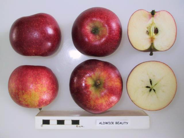 Aldwick Beauty