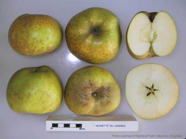 Canada Reinette