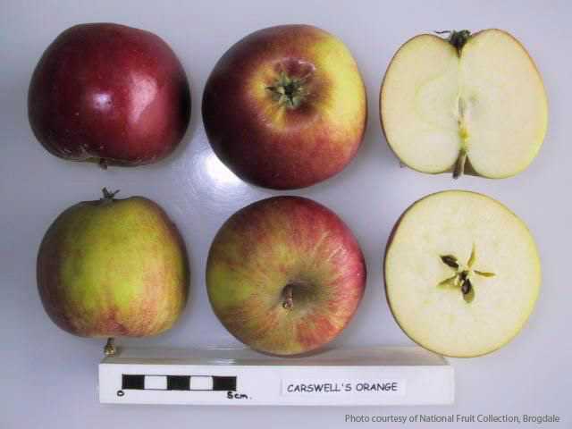 Carswell’s Orange
