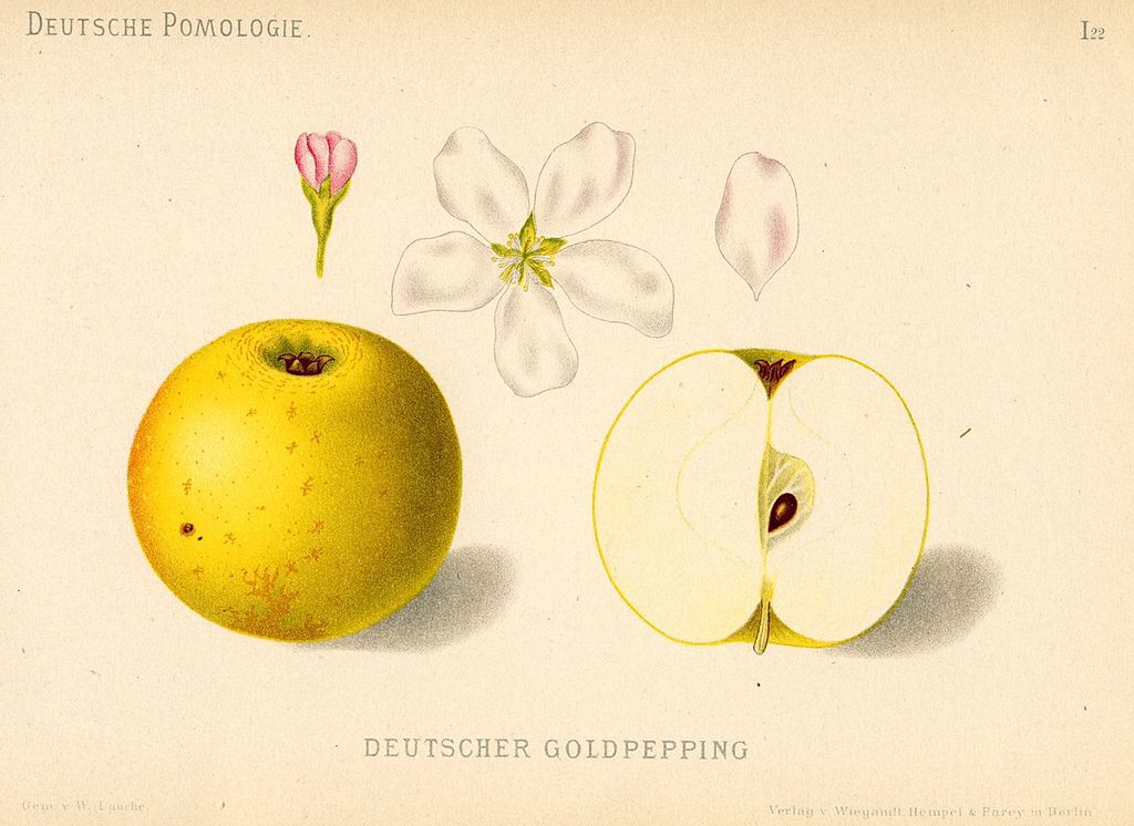 Deutscher Gold-Pepping