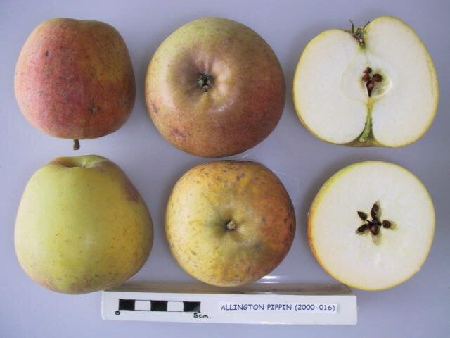 Allington Pippin