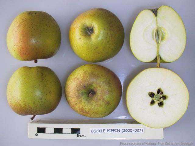 Cockle's Pippin