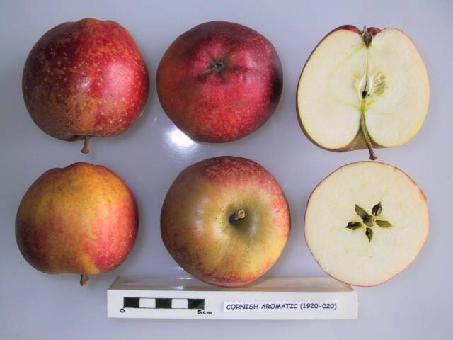 Cornish Aromatic