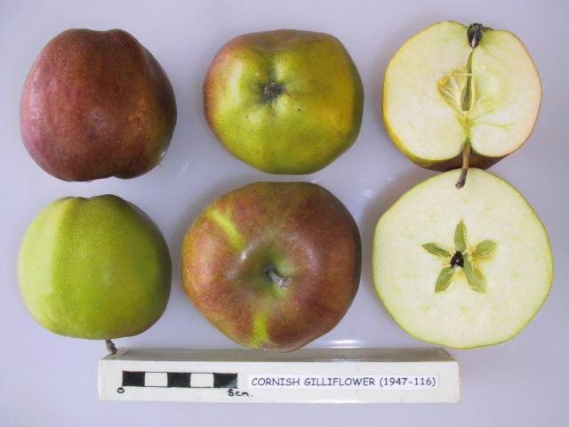 Cornish Gilliflower