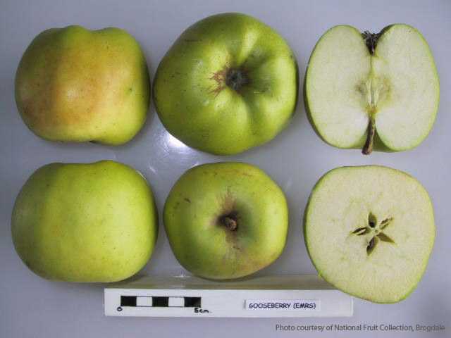 Gooseberry