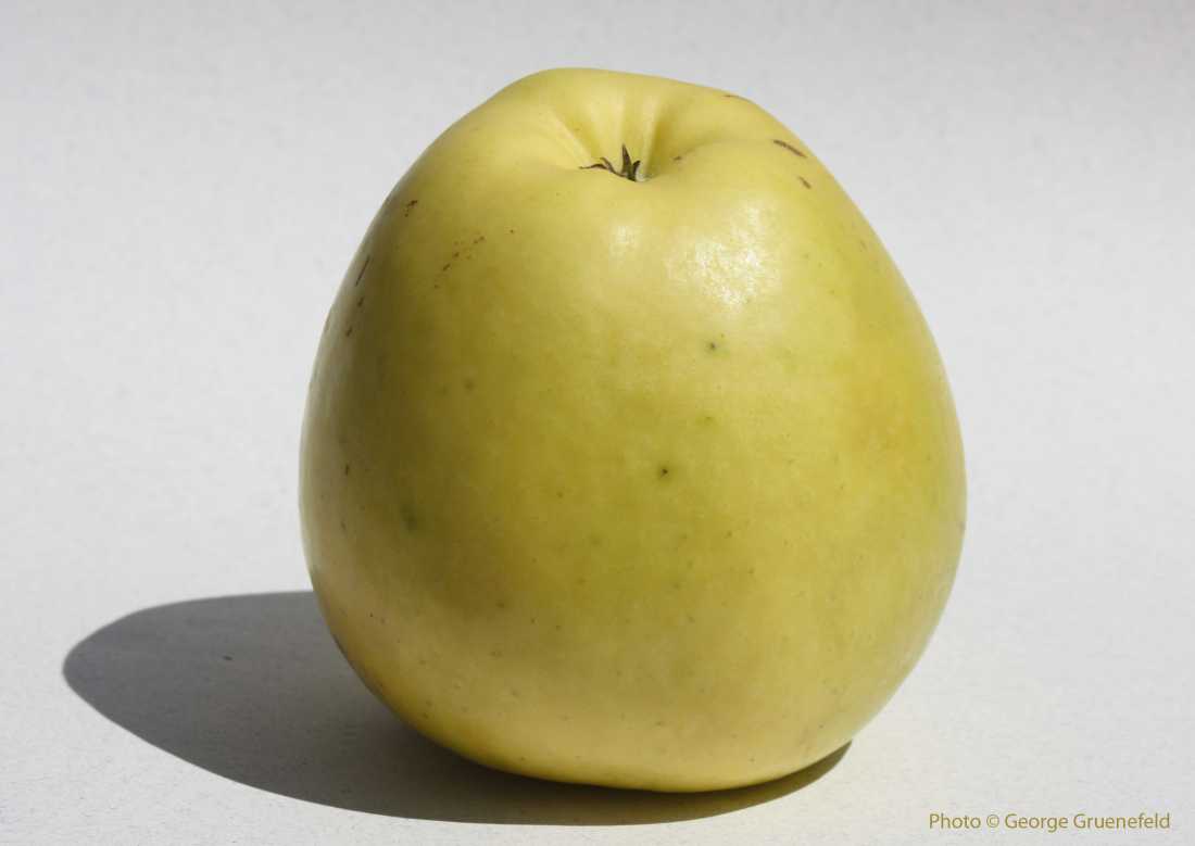 Who Is the “Granny Smith” Of Granny Smith Apples? 