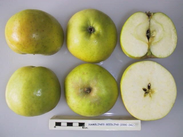 Hambling's Seedling