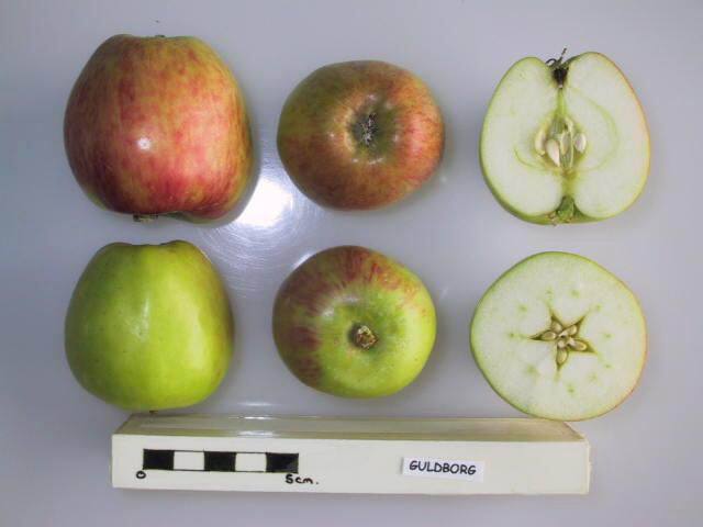 Apples In Pollination Group B