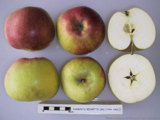 Harberts Reinette