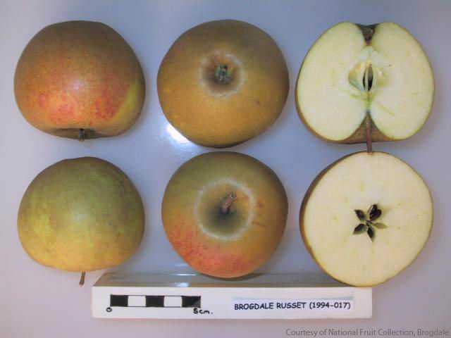 Herefordshire Russet