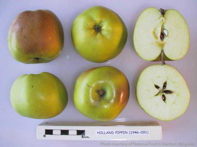 Holland Pippin