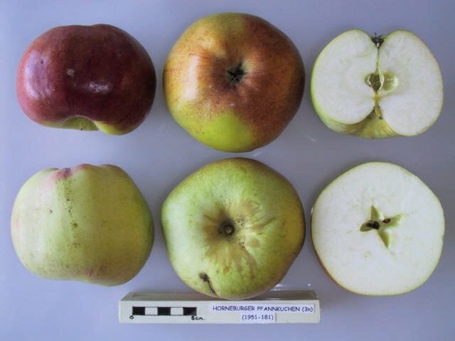 Horneburger Pfannkuchenapfel
