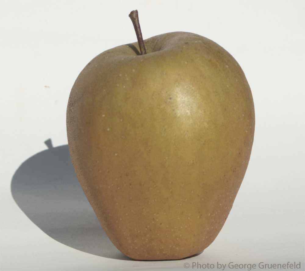 Hudson's Golden Gem