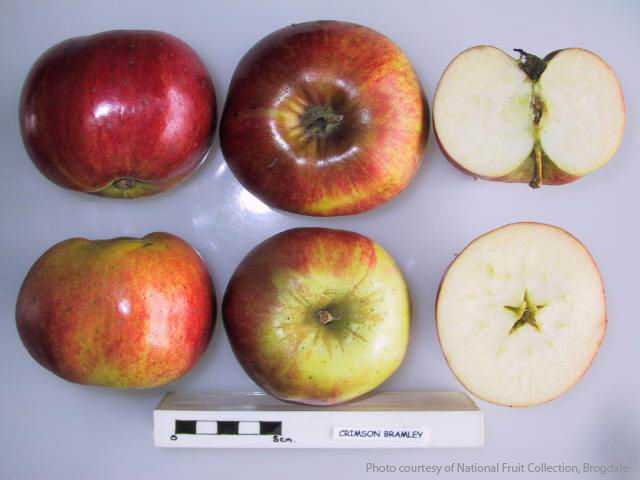 Crimson Bramley