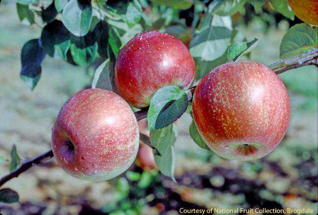 Crimson Peasgood