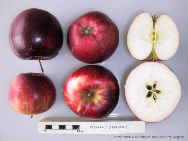 Apples In Pollination Group B