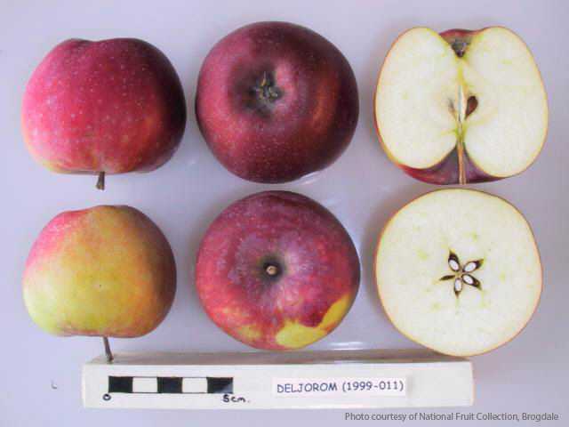 Deljorom