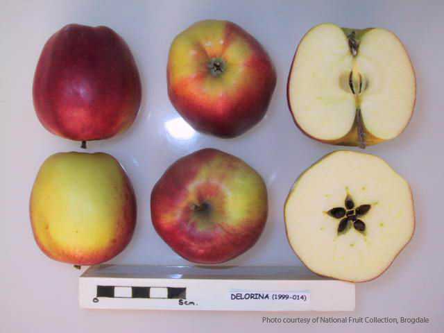 Delorina