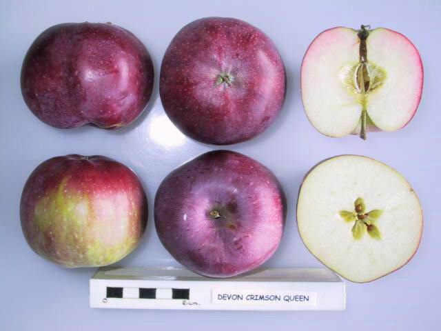 Devon Crimson Queen