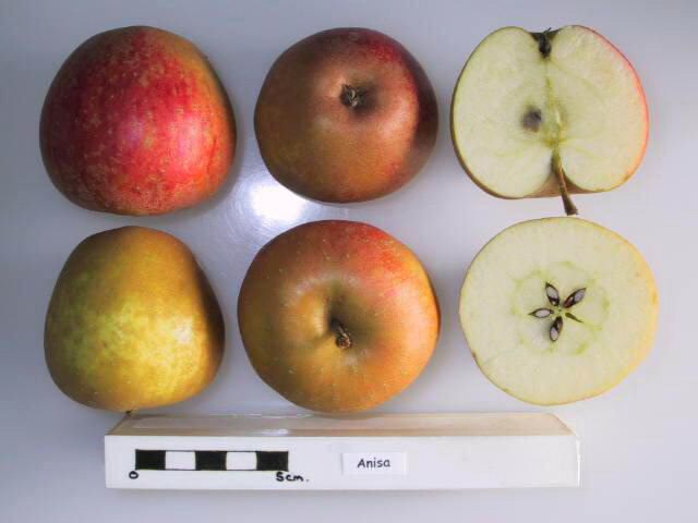 varicoza adamovo apple
