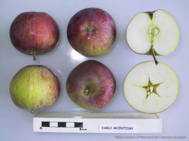 Early McIntosh - New England Apples