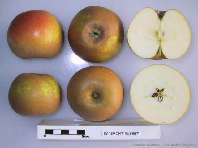Egremont Russet