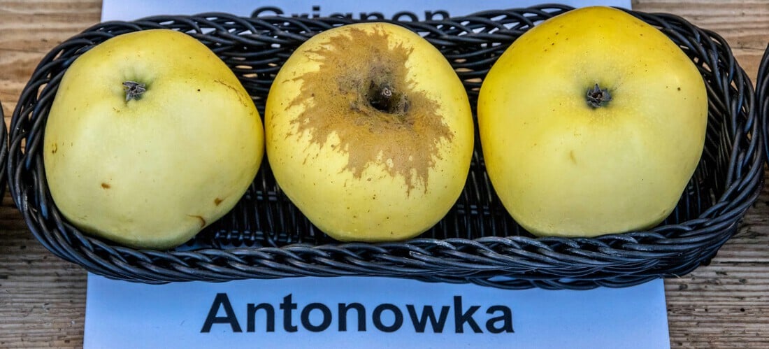 Common Antonovka