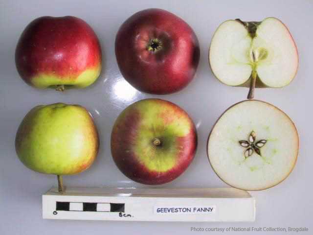 Geeveston Fanny