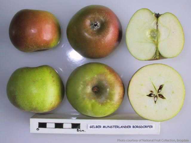 Gelber Münsterländer Borsdorfer