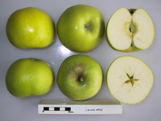 Snell's Glass Apple