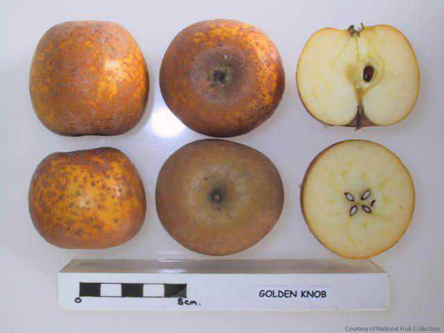 Golden Knob