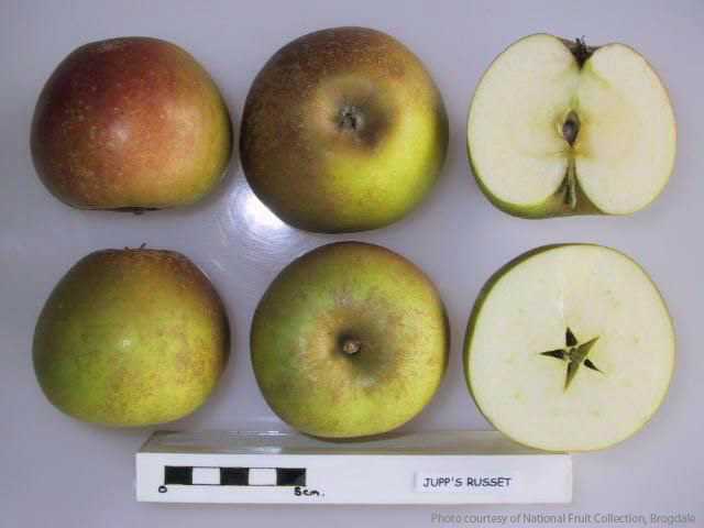 Jupp's Russet