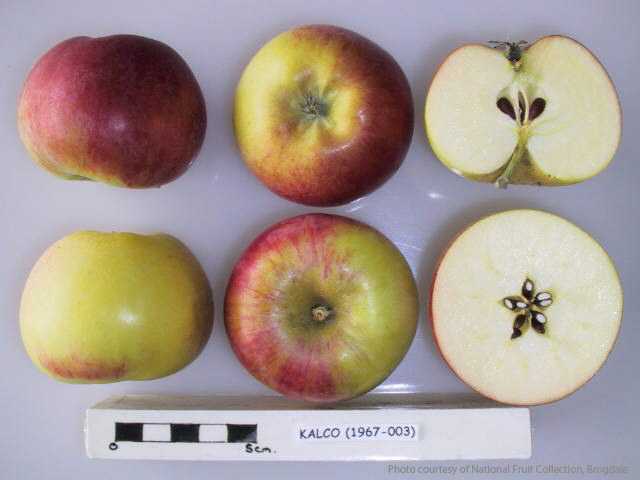 Kalco