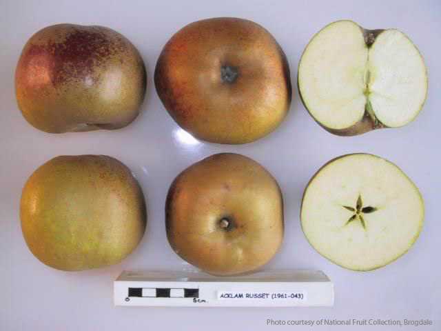 Acklam Russet