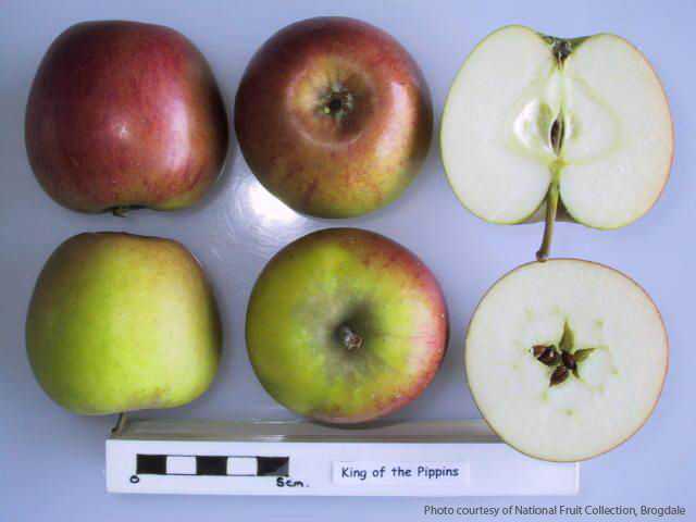 King of the Pippins