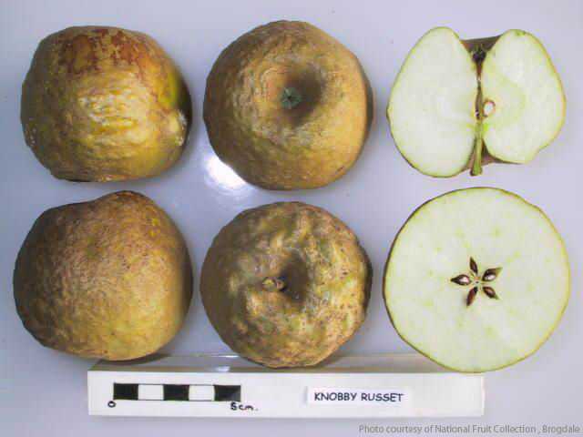 Knobbed Russet