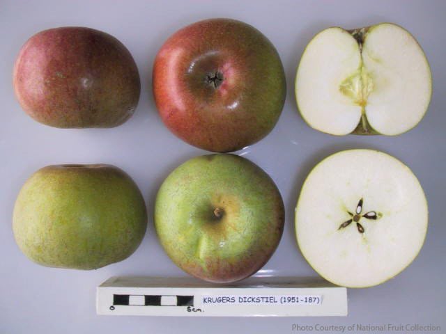 Krügers Dickstiel