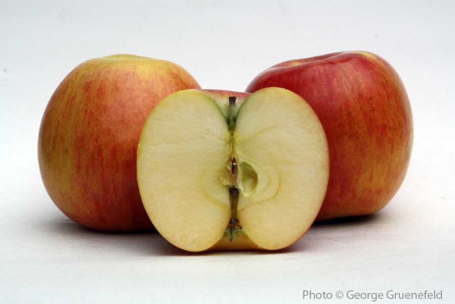 APPLAD27#OR  Organic Lady Alice Apple (27#) - Pacific Coast Fruit Co.