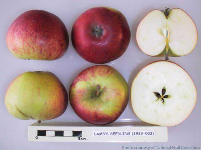 Lamb’s Seedling