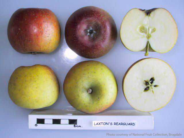 Laxton’s Rearguard