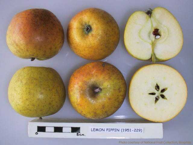 Lemon Pippin