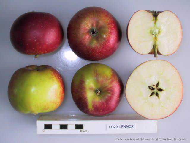 Lord Lennox