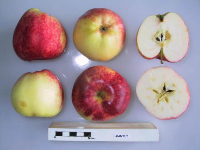 Index of apples starting with M