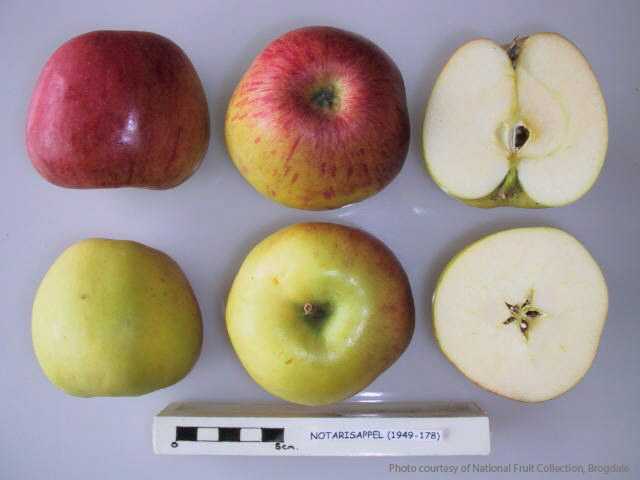 Notarisappel
