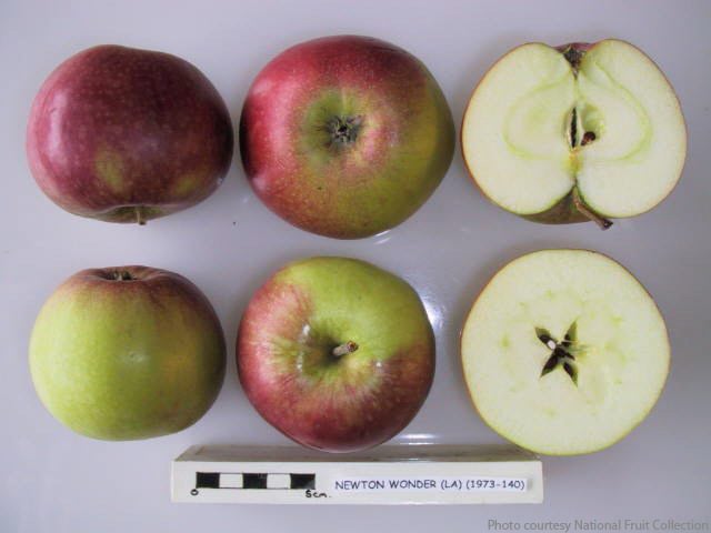 Newton Wonder