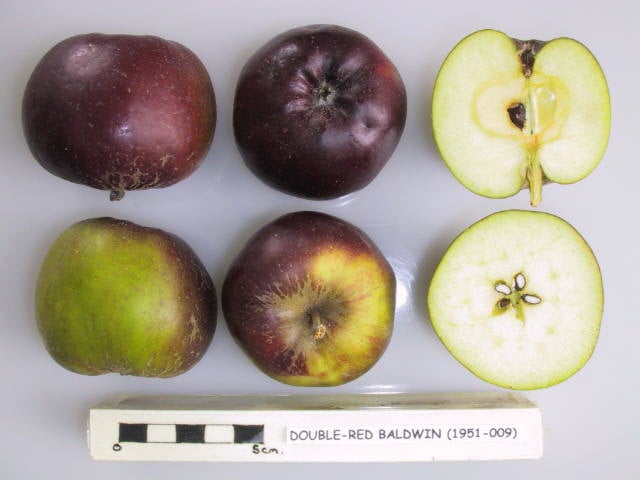 Double Red Baldwin