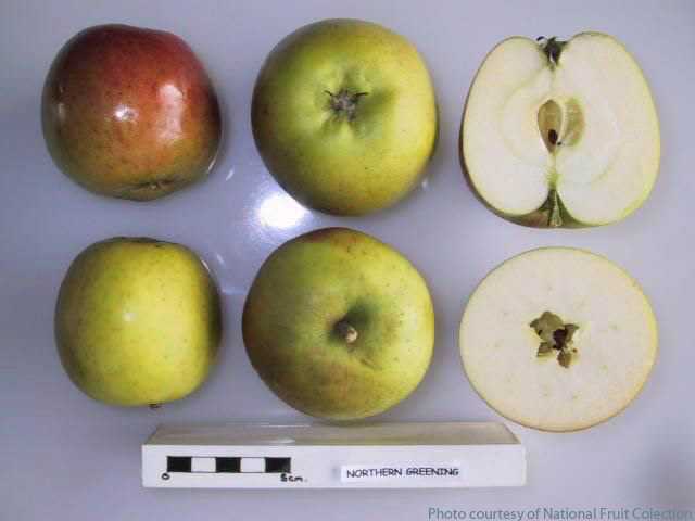 Northern Greening