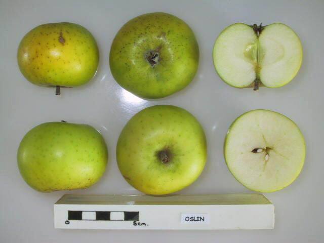 Oslin